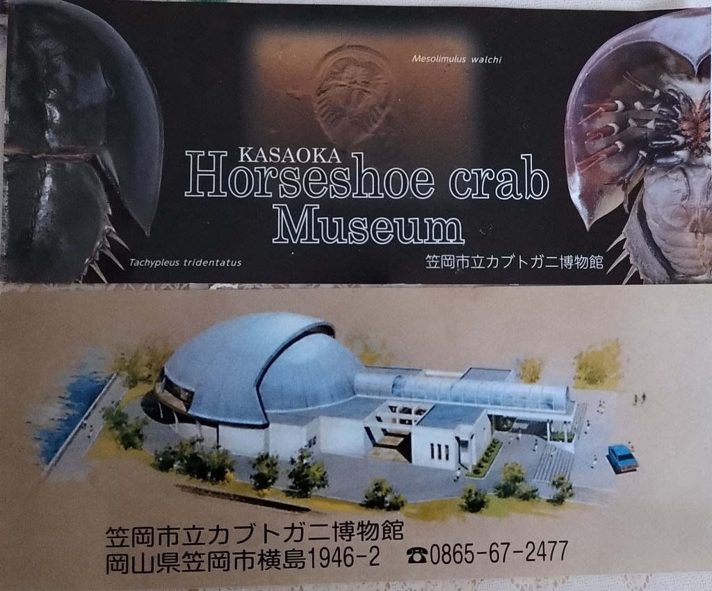 カブトガニ博物館へ行きました😄