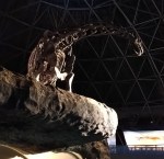カブトガニ，博物館，恐竜，カマラサウルス