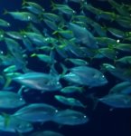 四国水族館,香川県,大水槽